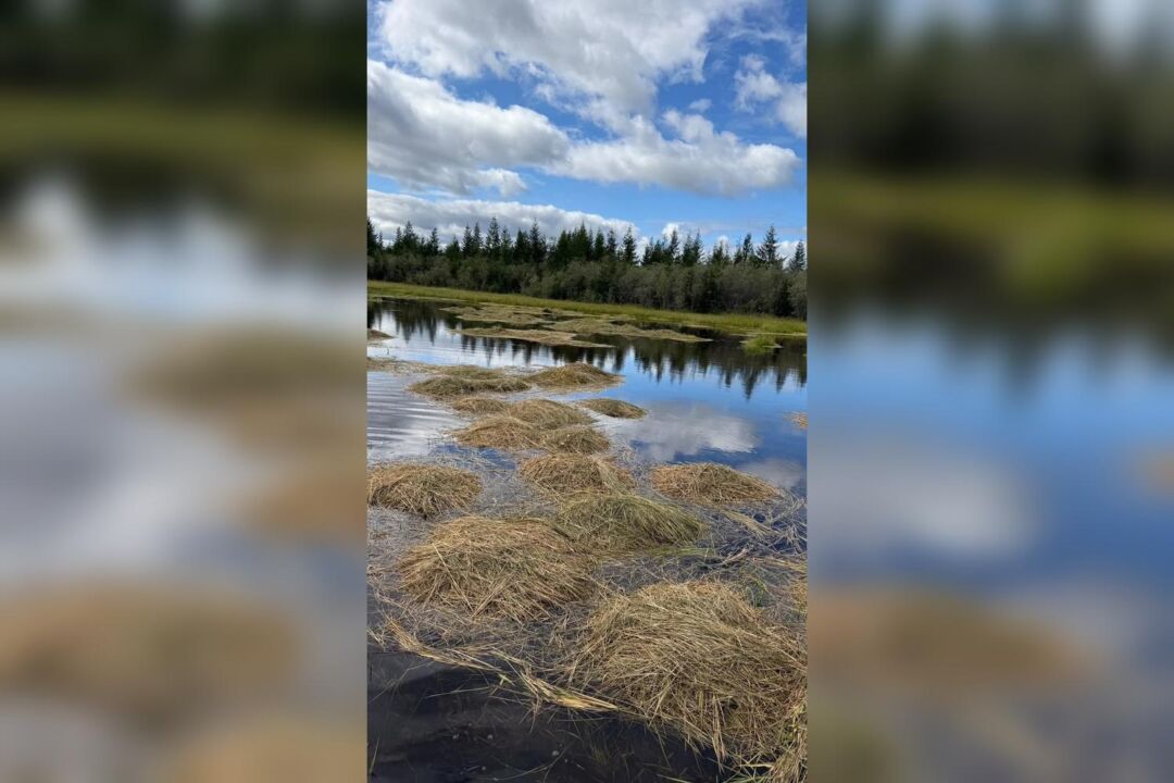 elgetsksh_1